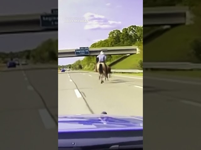 Cowboys lasso cow on highway after escaping animal rescue facility #Shorts