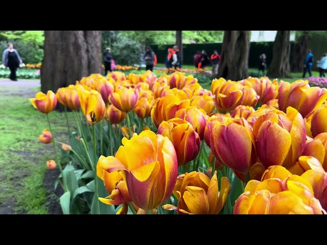 🇳🇱 Keukenhof Flower Garden of Europe, Royal Garden, biggest Europe 💐 7 mill of flowers, 32 ha 🌸