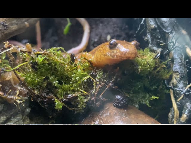 Paludaruim Redo - Spring Salamander Habitat Upgrade