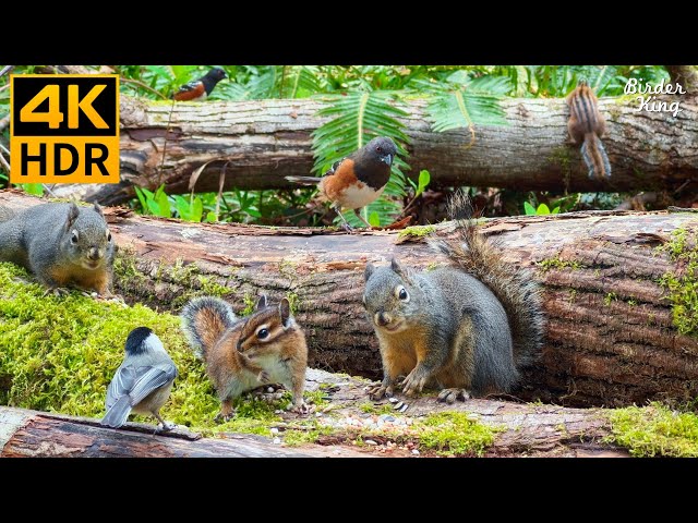 Cat TV for Cats to Watch 😺 Pretty Birds Chipmunks Squirrels in the Forest 🐿 8 Hours 4K HDR