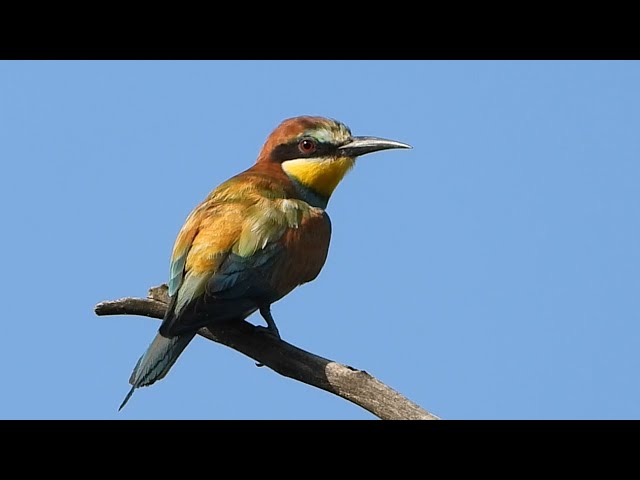 Ptice Hrvatske - Pčelarica (Merops apiaster) (Birds of Croatia - Bee-eater) (1/6)