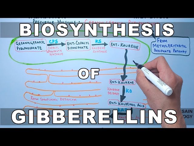 Biosynthesis of Gibberelins