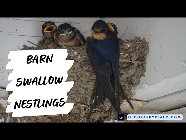 Baby barn swallows posturing for food