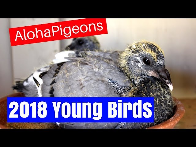 Homing Racing Pigeon 2018 Update 2