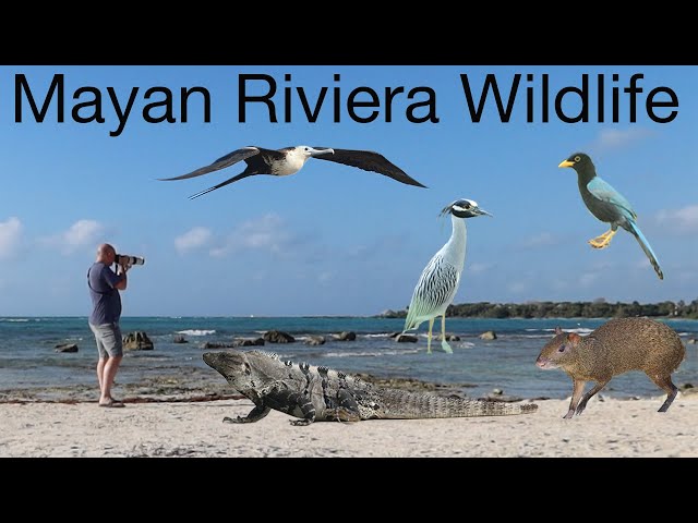 Mayan Riviera Wildlife Adventure. Reptiles, Mammals and Birds, Oh My!