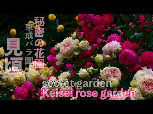 2024年5月20日開花状況Beautiful Rose Garden Ambient ‘Keisei Rose Garden’ Yachiyo City, Chiba, Japan 京成バラ園