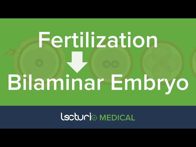 Fertilization to Bilaminar Embryo | Early Development | Embryology