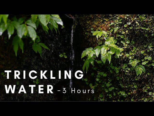 Trickling Water ASMR - 3 Hours Ambient Sounds for Sleep, Meditation, Focus, or Study