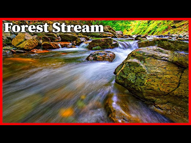 Sounds Of Forest Stream, Water Sound Relaxing, Sound To Help Sleep, Stream Water Sound For Sleeping