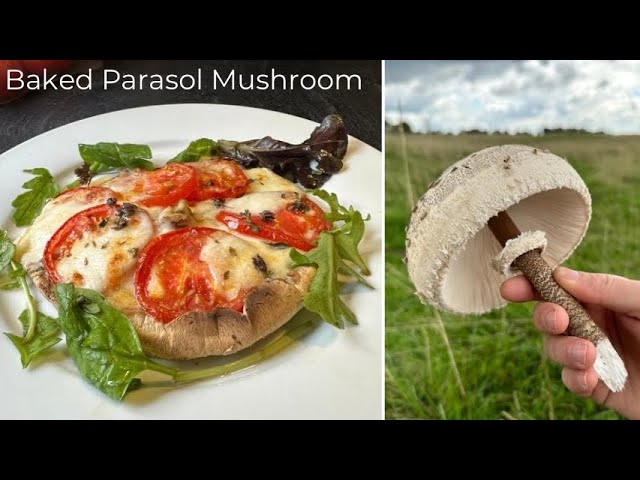 Baked Parasol Mushroom | Cooking Wild Mushrooms