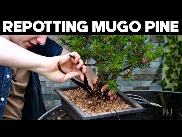 How To Repot A Mugo Pine Bonsai 🌲Collab w/@grobonsai