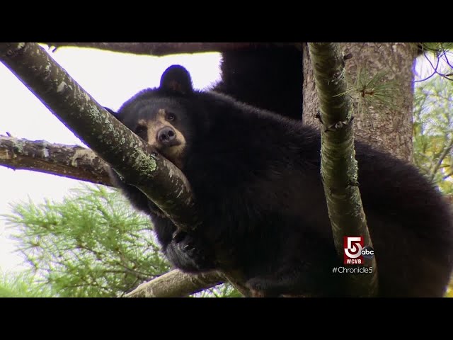 Black bear rehabilitation