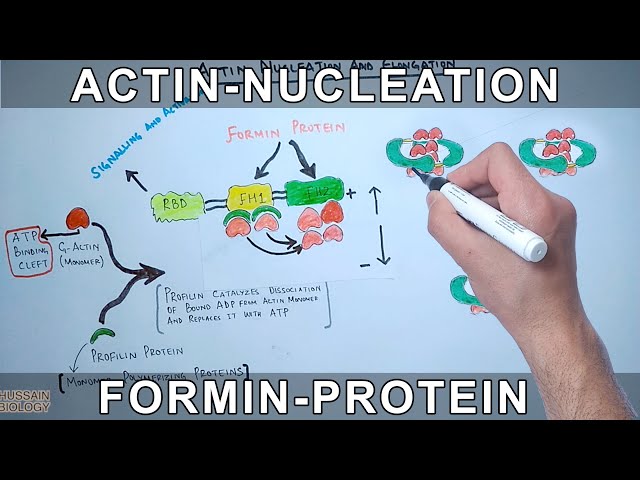 Actin Nucleation by Formin Protein