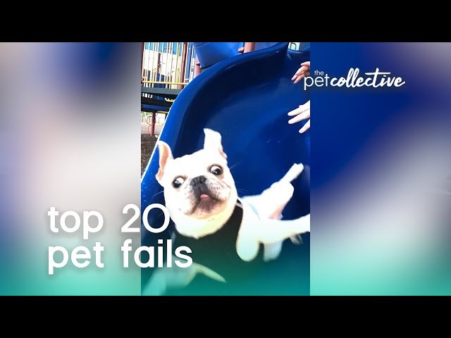 Best Pets of the Year: Top 20 Pet Fails | The Pet Collective