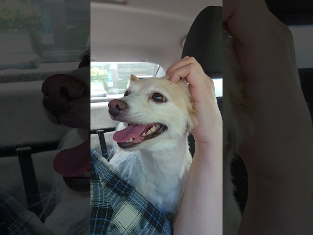 ADOPTED PUPS ARE THE BEST PUPS! PUP & ROSIE CAR TIME! #dogs #dog #viralvideo #ADOPTED  #short #cool