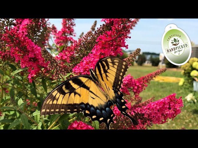 Best Flowering Shrubs // Buddleia 'Prince Charming' (Butterfly Bush) - Unique Raspberry-red Flowers
