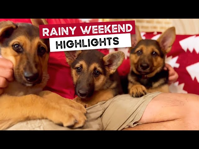German Shepherds Puppies Playing at Country Family Home | The Farm