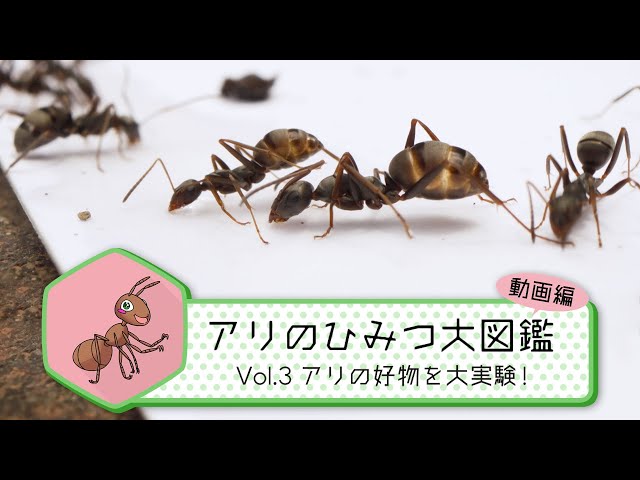 Vol.3　アリの好物を大実験！【アリのひみつ大図鑑】／BS11