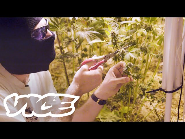 Australia's Underground Medicinal Marijuana Growers