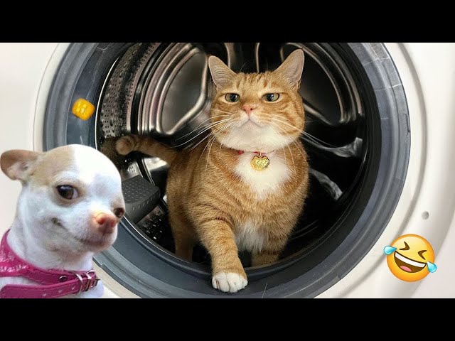 You Laugh You Lose Dogs And Cats 🙀 Funny Cats Videos 2024 😘😹