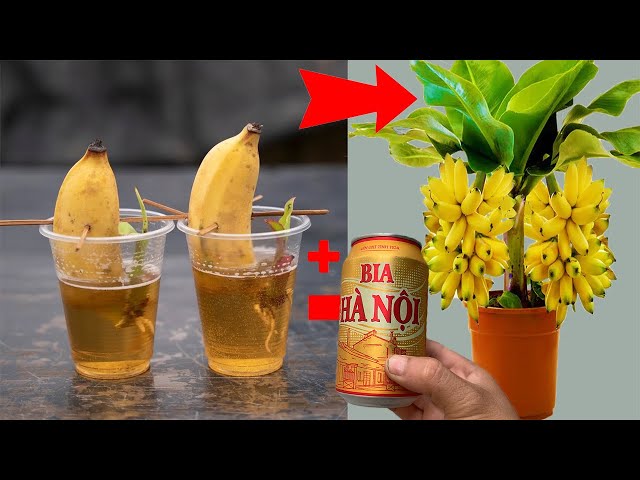 SUPER SPECIAL TECHNIQUE for propagating bananas using only beer and aloe vera, super growth