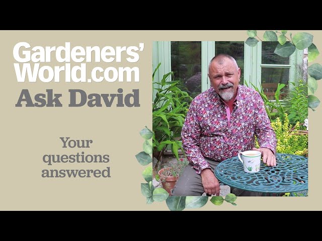 Ask David - Episode 11
