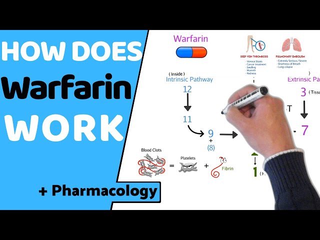 How does Warfarin Work? (+ Pharmacology)