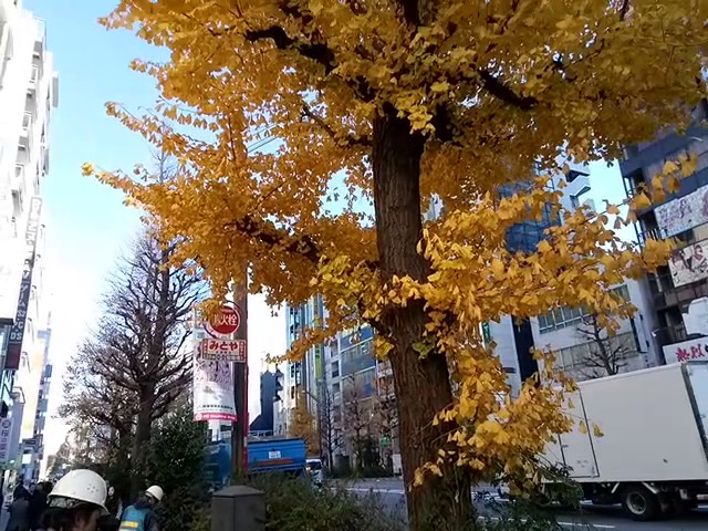 Уборка листьев. Токио, Акихабара. Декабрь 2016