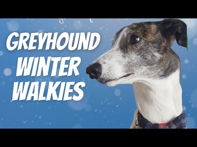 Greyhound Winter Walkies