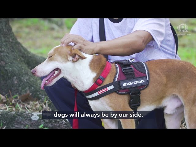 UP Diliman’s stray dogs undergo emergency response training