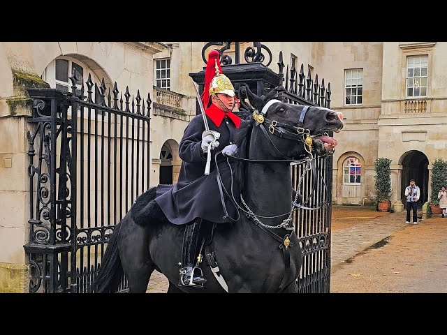MELTDOWN as BOTH King's Horses leave the boxes on a windy day at Horse Guards!