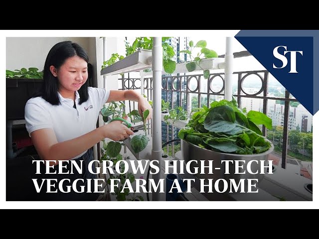 Teen grows sustainable hydroponic farm at home