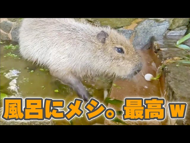 Capybara New Year in Japan