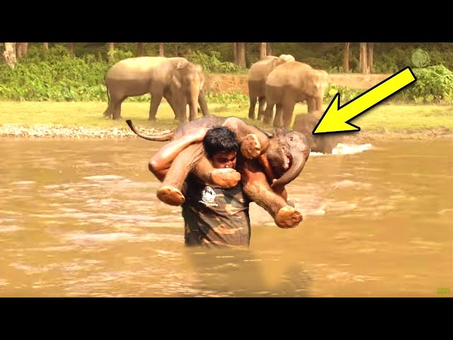 Man rescues drowning baby elephant, then herd does something unexpected