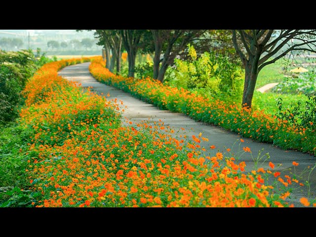 1 Billion Flowers and Beautiful Trails in Jangseong-gun, Jeollanam-do Seoul Walker Tour Korea 4K HDR
