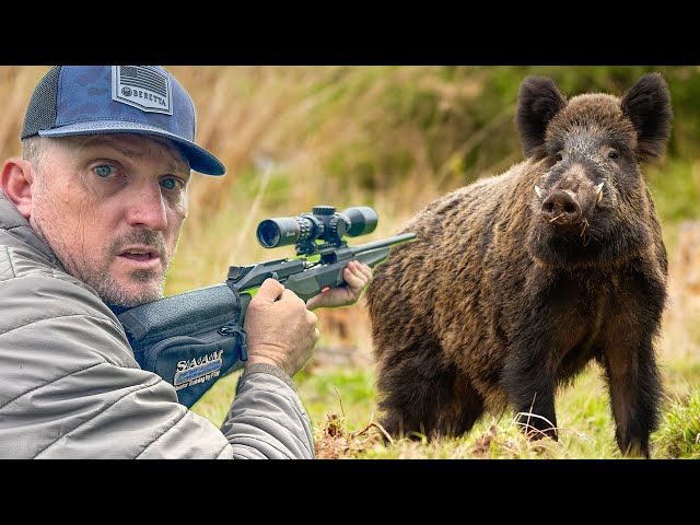 This Took 500 Years! The Burris Eliminator 6 and The Beretta BRX1 vs Wild Boar! {Catch n' Cook}