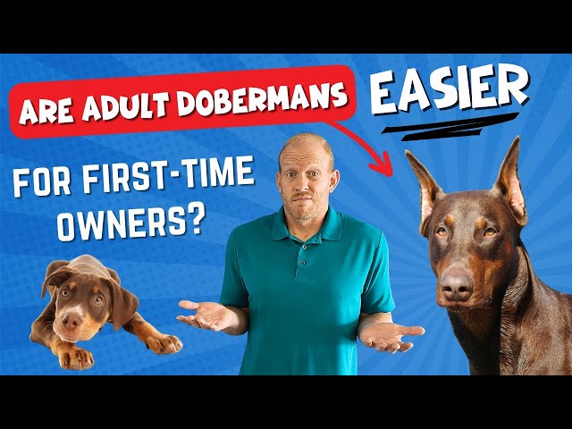 A GREAT Shortcut for First-Time Owners? Get an Adult Doberman!
