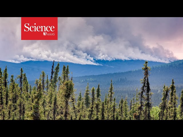 Alaska’s forest fires are shifting the region’s carbon balance—sometimes for the better