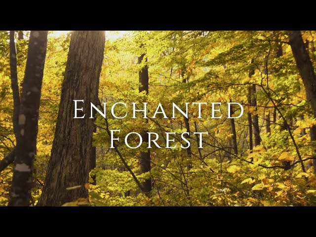 Enchanted Fall Forest Birdsong - 3hrs of Healing Nature