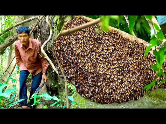 Survival In Forest - Finding Accidentally A Large Bee Mountain Forest Meet  In The Forest