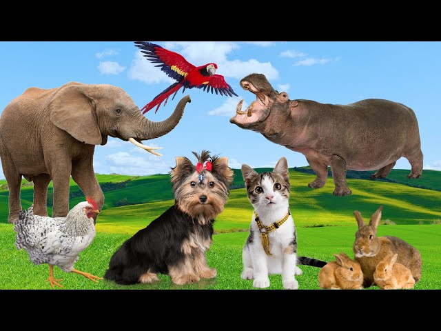 Familiar animal sounds - Dog, cat, elephant, hippo, rabbit, chicken - Animal Moments