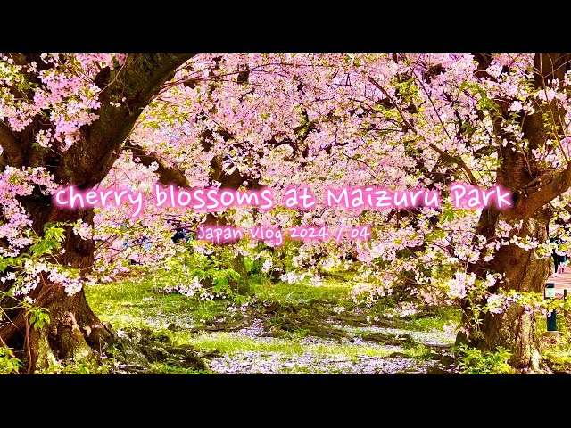 Cherry blossoms at Maizuru Park | Fukuoka, Kyushu, Maizuru Koen, Fukuoka Castle Ruins | Japan Vlog