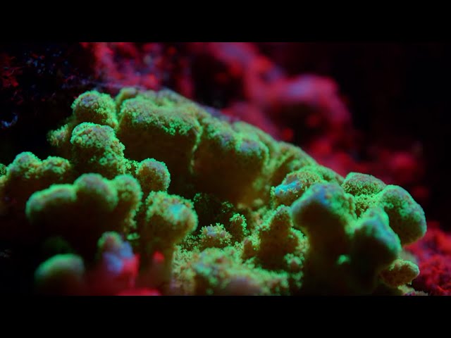 The Last Coral Reef of Galapagos | BBC Earth