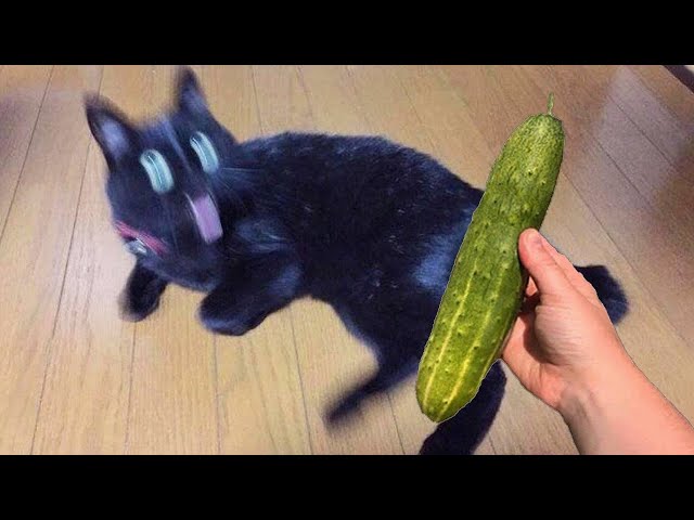 FUNNIEST Pets Around the World 😁 Family Friendly Videos
