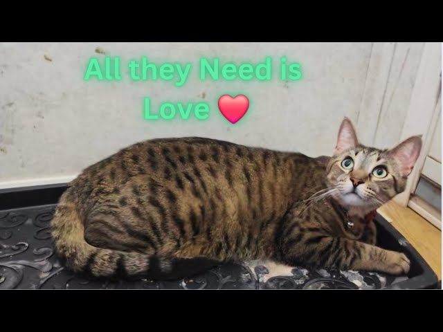 Once you Love a Cat,You Simply Cannot Imagine your Life without Them😍Funny Cat Videos🤣 Must Watch😊
