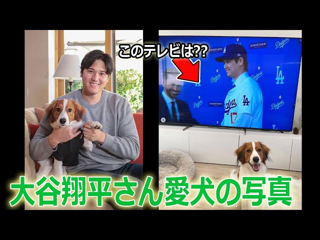 大谷翔平さんの愛犬「デコピン」写真に4Kテレビが!!これは・・・。