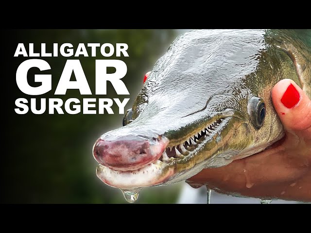Alligator Gar Surgery! Chipping and Tracking Kentucky Alligator Gar