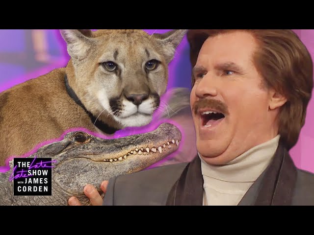 Ron Burgundy Meets a Cougar, Alligator & Skunk