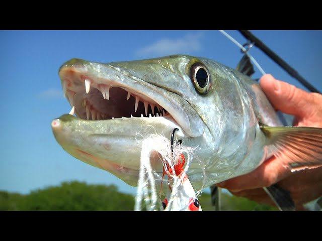 Fly Fishing for Bonefish and Barracuda Mexico with Brian O'Keefe