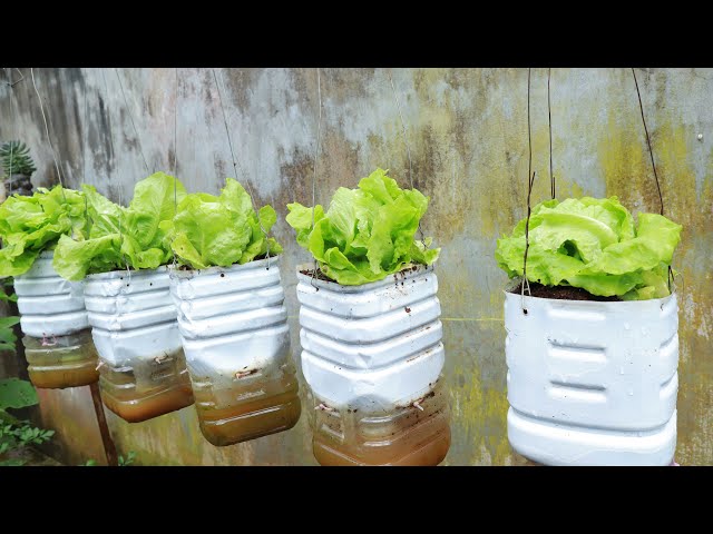 Recycling plastic bottles to grow hanging lettuce